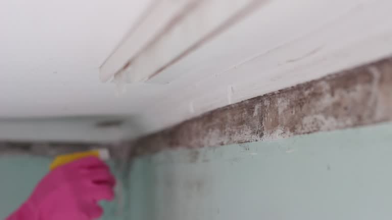 Best Commercial Mold Inspection  in USA